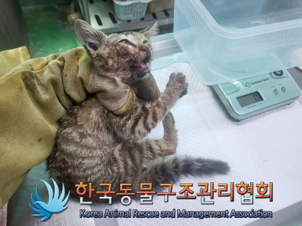 한국동물구조관리협회_411318202300284